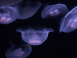Moon Jellyfish from the Toledo Zoo