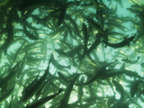 Farm Raised Salmon are Showered with Food Pellets at a Salmon Farm