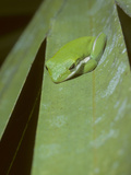 A Green Treefrog  Hyla Cinerea  on a Palmetto Frond