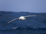 A Wandering Albatross  Diomedea Exulans  Flying Low Above Waves