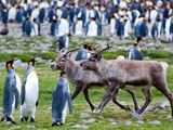Reindeer Walk Among the King Penguins at Fortuna Bay