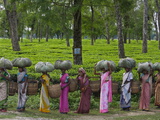 Women Workers Tote Freshly Picked Tea Leaves to Be Processed