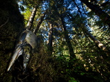 Left Behind by a Kermode Bear  a Pink Salmon Lies in the Forest