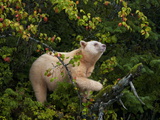 A Kermode Bear Climbs a Pacific Crab Apple Tree to Grab its Fruit
