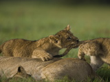 African Lioness  Panthera Leo  Resting with Cubs