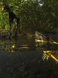 A Turtle Hangs Out Near a Riverbank Deep in the Jungle