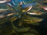 A School of Pink Salmon Crowd Together at the Base of a Waterfall