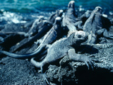 Marine Iguanas  Amblyrthynchus Cristatus  Warming in the Sun