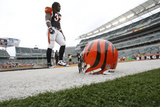 Steelers Bengals Football: Cincinnati  OH - Cedric Benson