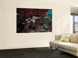School of Gray Snapper Amongst a Colorful Reef