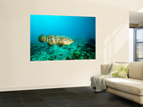 A Goliath Grouper Effortlessly Floats by a Shipwreck Off the Coast Key Largo  Florida
