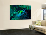 Sergeant Major Damselfish