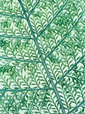 Fern leaf vein