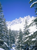 Snow covered firtrees in front of the Mandlwand  Salzburg  Austria