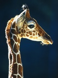 Head of a young giraffe