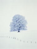 Tree in winter