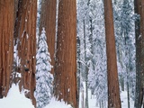 Snow covered redwood trees in winter  Yosemite  USA