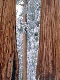 Redwood giants  California  USA