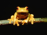 Red-eyed tree frog