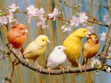 Five Colourful Canaries Sitting on a Branch with Blossoms