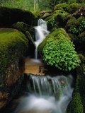 Cascading Stream in Great Smoky Mountains