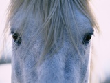 Camargue Horse