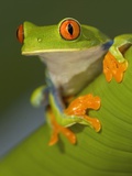 Red-Eyed Leaf Frog