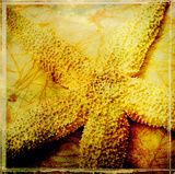 At the Seashore II
