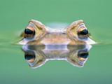 Frog in the water