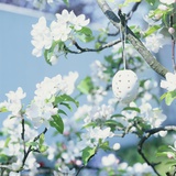 Easter Egg on Flowering Branch