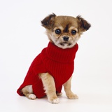 Puppy in Sweater