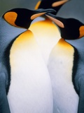 Three king penguins