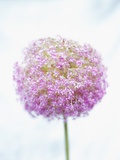 Purple Allium