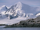Antarctic  gentoo penguins