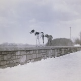 Two dogs standing on a wall looking observant