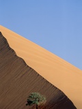 Acacia at the hillside of a dune in Namib Naukluft Park