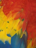 Scarlet Macaw Feathers