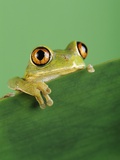Frog Clinging to Leaf