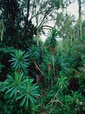 Lobelia plants in rainforest  Kenya  Northern Africa  Africa