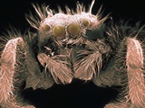 Microscopic View of Spider