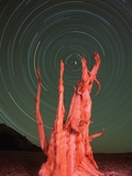 Star Trails and Bristlecone Pine Tree