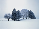 Group of trees in winter