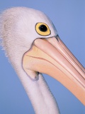 Australian pelican