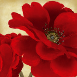 Red Peony I