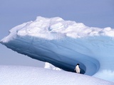 Antarctica  adelie penguin in front of iceberg
