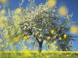 Apple Tree in Bloom