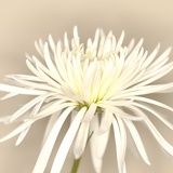 White Chrysanthemum