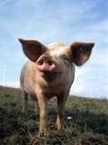 Portrait of Yorkshire piglet