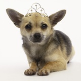 Chihuahua in Tiara