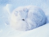 Sleeping Arctic Fox
